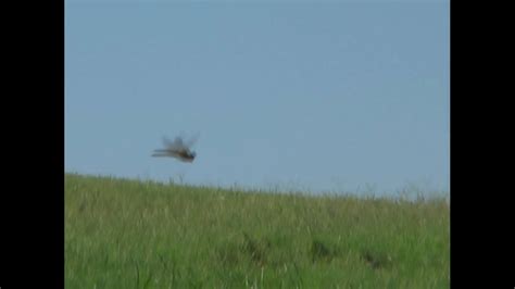 Dragonfly Feeding Swarm At Lakeside Lake Youtube