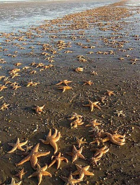 Starmageddon As Thousands Of Starfish Wash Up On Our Beaches What Is