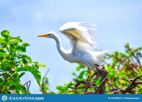 Large White Bird Walks In The Swamp Stock Image Image Of Plumage