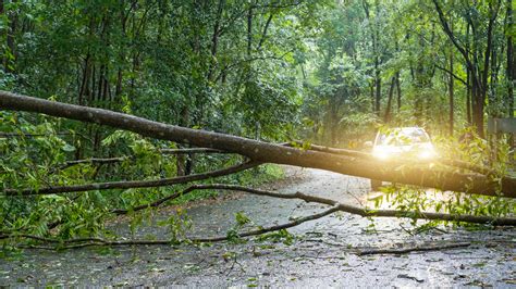 Clearing Fallen Trees And Branches Who Is Responsible Gcg