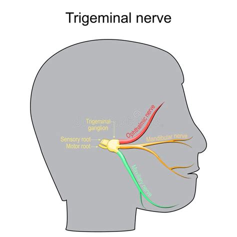 Nevralgia Triminal Nervo Craniano Ilustração Do Vetor Ilustração De