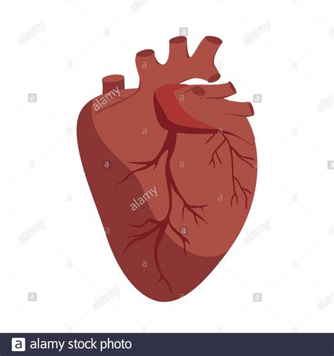 Anatomical Heart Hi Res Stock Photography And Images Alamy