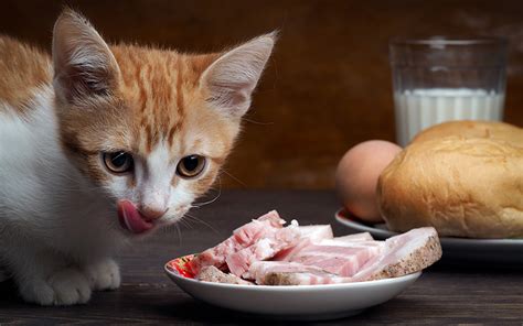 Baby food doesn't contain a lot of taurines, which will lead to malnutrition if cats are only fed baby food as their daily diet. Raw Cat Food Recipe (No Grinder): Benefits And Suggestions ...