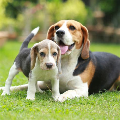 Beagle Dog Breed Information and Pictures