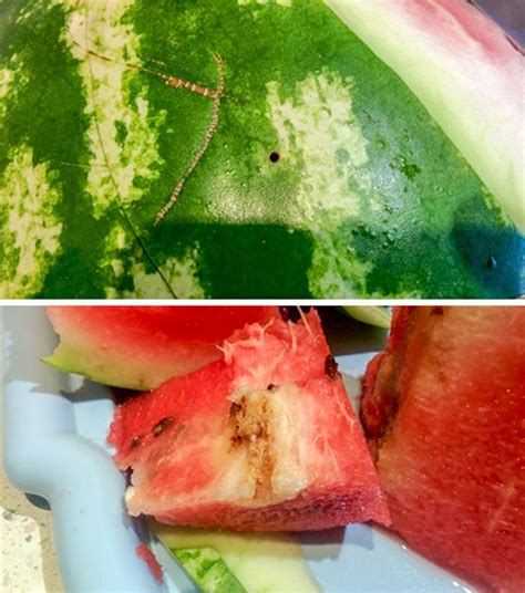 Is It Safe To Eat Watermelon With Yellow Spots Inside Easy Tips