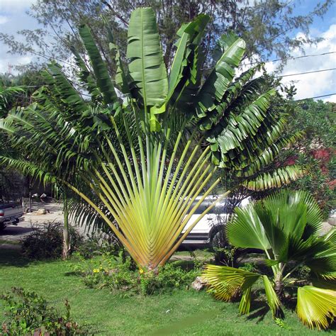 Travelers Palm Tree Ravenala madagascariensis - 8 Seeds