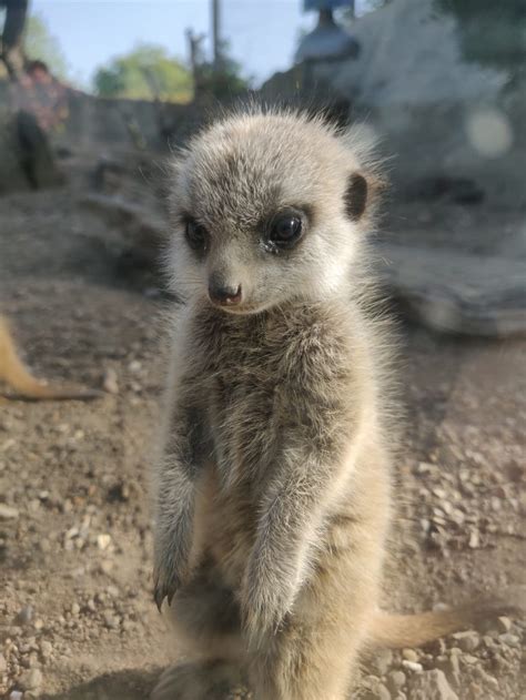 Drusillas Park Launches Competition To Name Baby Meerkat Triplets