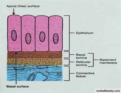 The Role Of Basal Lamina In Oral Epithelium Steve Gallik