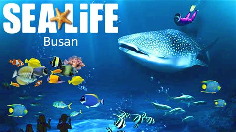 Sea Life Busan Aquarium 4k 씨라이프 부산아쿠아리움 Youtube
