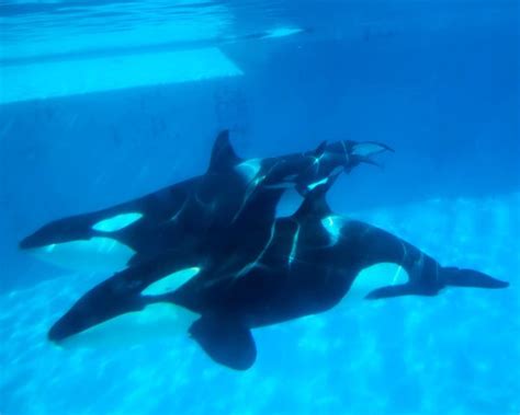 New Baby Killer Whale Makes It Ten At Seaworld San Diego Zooborns