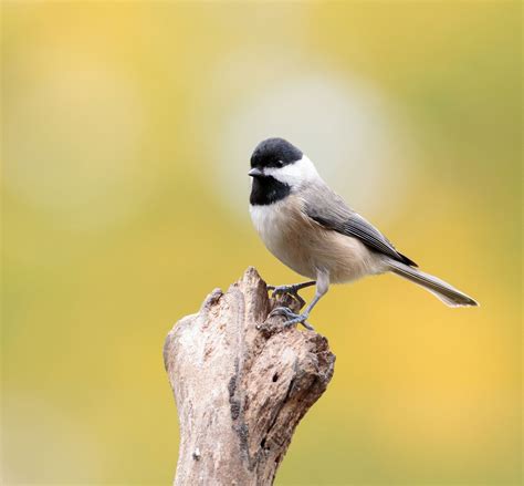 Carolina Chickadee Chickadee Flying Lessons Bird