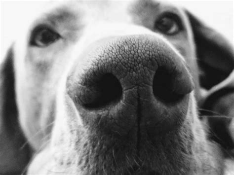 Why Do Dogs Have Slits On The Side Of Their Nose