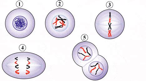 การแบ่งเซลล์ | Biology Quiz - Quizizz