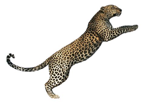 Leopard Png Pic Png Svg Clip Art For Web Download Cli