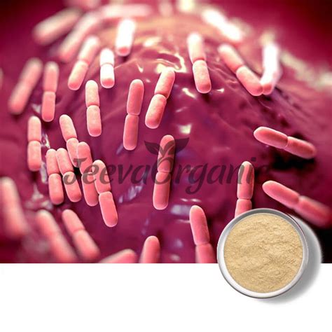 Bulk Bacillus Coagulans Powder Supplier Jeeva Organic