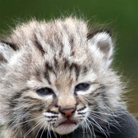 Baby Bobcat Its So Fluffy Bobcat Kitten Bobcat Pictures Animals