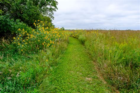Example Of Tallgrass Prairie At Homestead National Monument Tom Dills