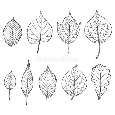 Leaf Outline Cottonwood Stock Illustrations 8 Leaf Outline Cottonwood