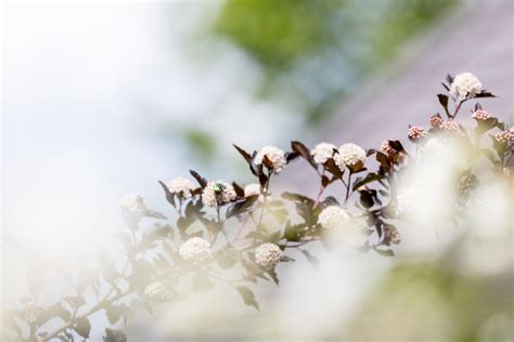 Zwei neue kleingehölze (betula pendula 'karaca', fagus sylvatica 'brathay purple'). Spezialitätengärtnerei / Garten Bieri AG