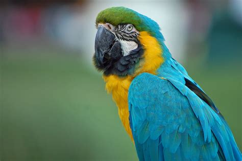 Wallpaper Birds Colorful Parrot Macaw Beak Wallpx