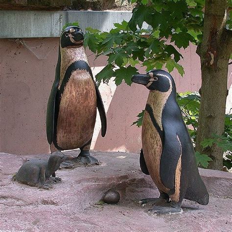 Peruvian Penguin Life Size Outdoor Garden Statues By Ernst Paulduro