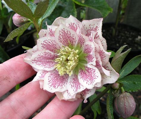 Plants That Bloom In Winter Turning The Clock Back