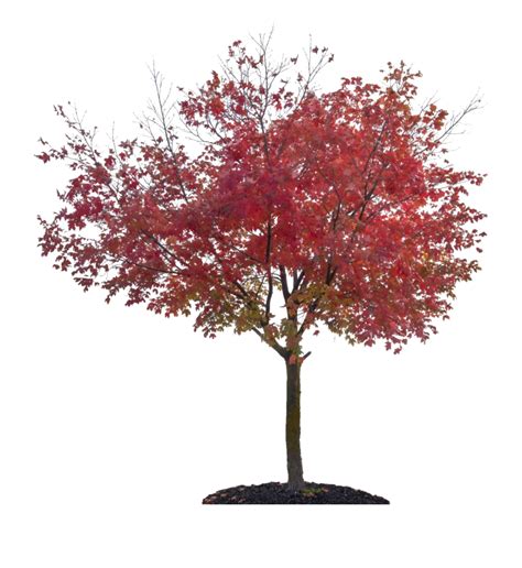 Nature Autumn Fall Tree Png File Png Mart
