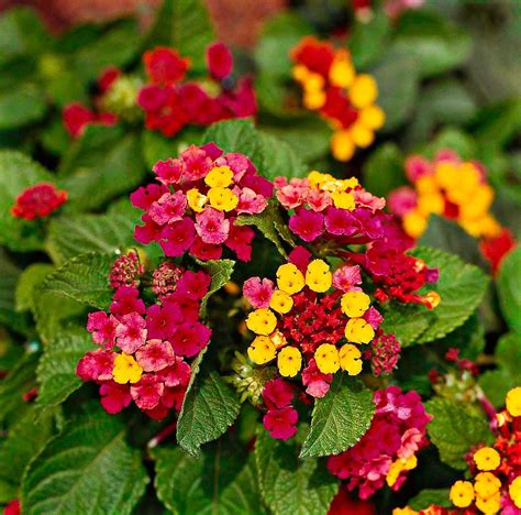 Lantana Lantana Tree Lantana Bush Lantana Flower Lantana Plant