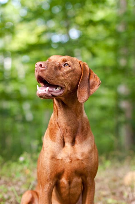 Hungarian Vizslas Facts Personality Temperament Size