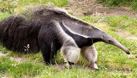 Anteaters And Sloths