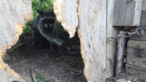 Trapping Raccoons