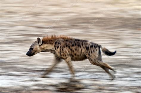 Spotted Hyena Running Stock Image C0162372 Science Photo Library