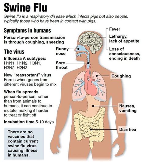 what are the symptoms of swine flu learn here oik7m9cqmr swineflu h1n1 infection health tips