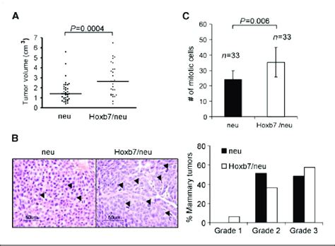 Overexpression Of Hoxb7 Promotes Tumor Growth A Mammary Tumor Volume