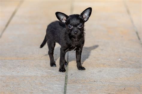Chihuahua Poodle Mix Your Complete Guide Dog Academy
