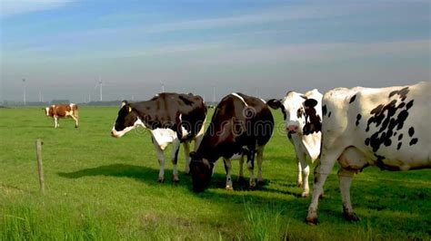 Dutch Black And White Cows In The Meadow Cows In A Green Grass Field With Clouds Stock Video