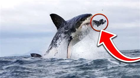 10 Insane Shark Attacks Caught On Camera Near Death Youtube