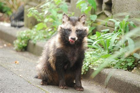 Wild Animals In Japan