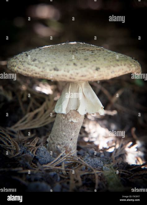 Agaricus Hi Res Stock Photography And Images Alamy