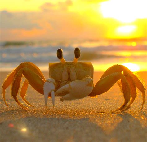 Different Types of Crab (With Pictures) - Owlcation