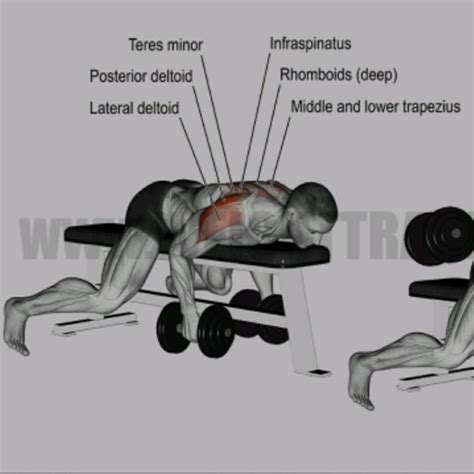Dumbbell Chest Supported Rear Delt Fly By John M Exercise How To