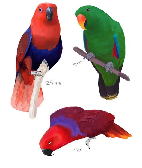 Eclectus Parrot Studies By Rice On Deviantart