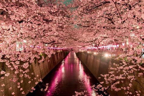 When To See Japans Cherry Blossom Trees In Full Bloom Japanese Town