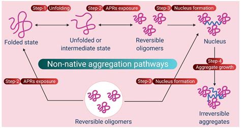 Size Based Degradation Of Therapeutic Proteins Mechanisms Modelling