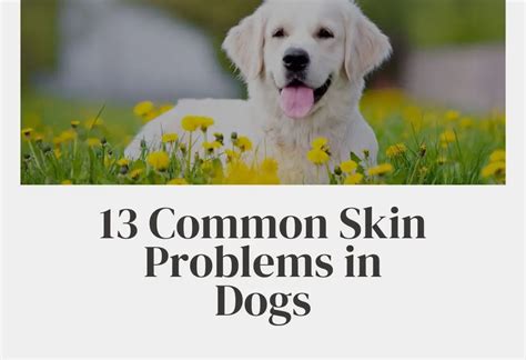 13 Common Skin Problems In Dogs Dowg Essentials