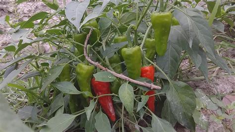 How To Grow Green Chillies Ii Youtube