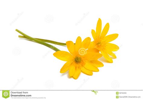 Yellow Spring Flower Isolated Stock Image Image Of Macro Close 93732455