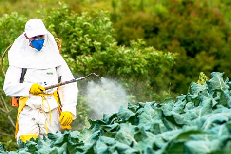 New Un Report Pesticides Dont Feed The World Civil Eats