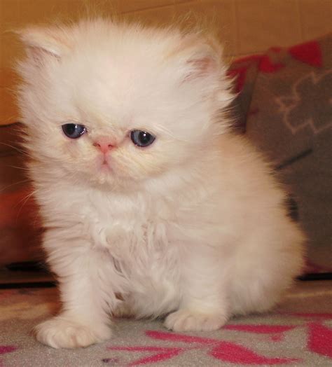 Balinese Munchkin Cat Himalayan Persian Kittensadults For Sale