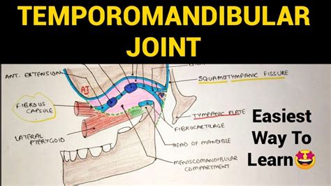 Temporomandibular Joint 1 Tmj Head And Neck Anatomy Youtube
